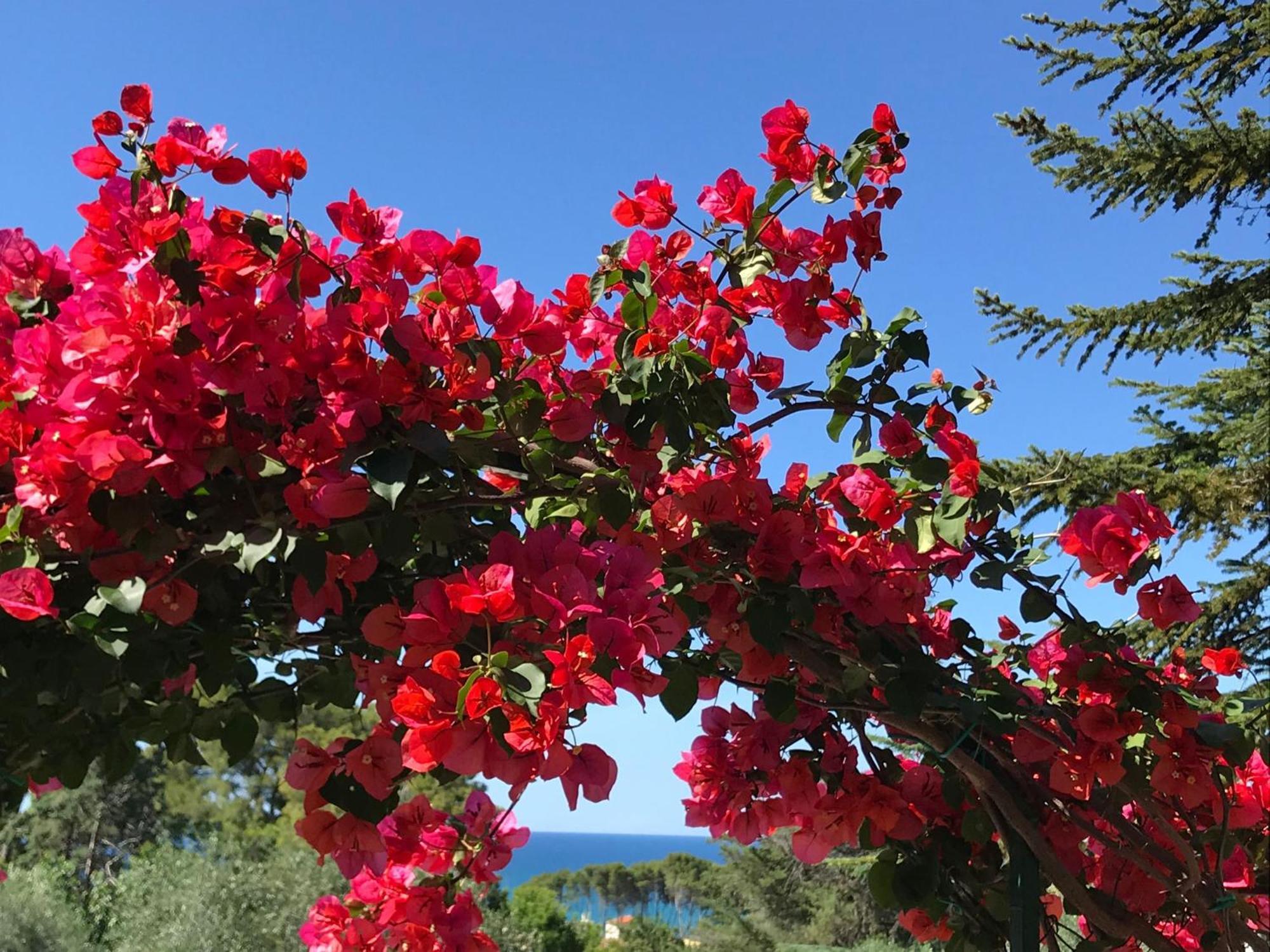 Camping Villaggio Internazionale San Menaio Exterior foto